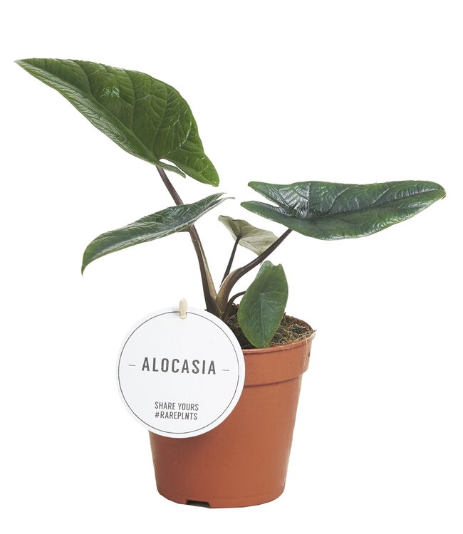 Alocasia Scalprum | Par 6 pièces