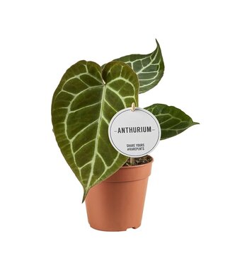 ME Anthurium Crystallinum | Per 6 pieces