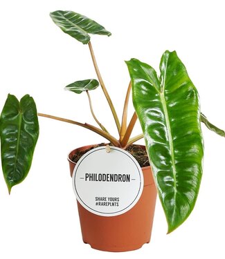 ME Philodendron Billietiae | Par 6 pièces