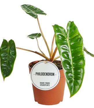 ME Philodendron Billietiae | Pro 6 Stück