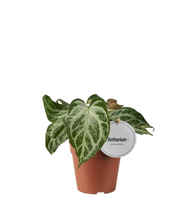 Anthurium Silber Blush Mint | Pro 6 Stück