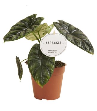 ME Alocasia Sinuata | Per 6 pieces