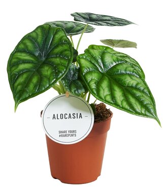 ME Alocasia Drachenschuppe | Pro 6 Stück