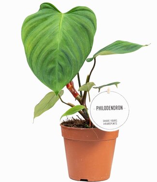 ME Philodendron Fuzzy Petiole | Per 6 stuks