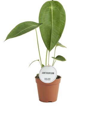 ME Anthurium Peltigerum | Per 6 stuks