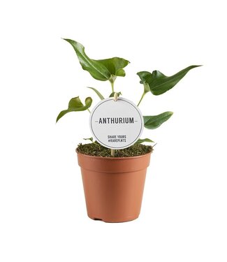 ME Anthurium Ferrierense Crisped | Per 6 pieces