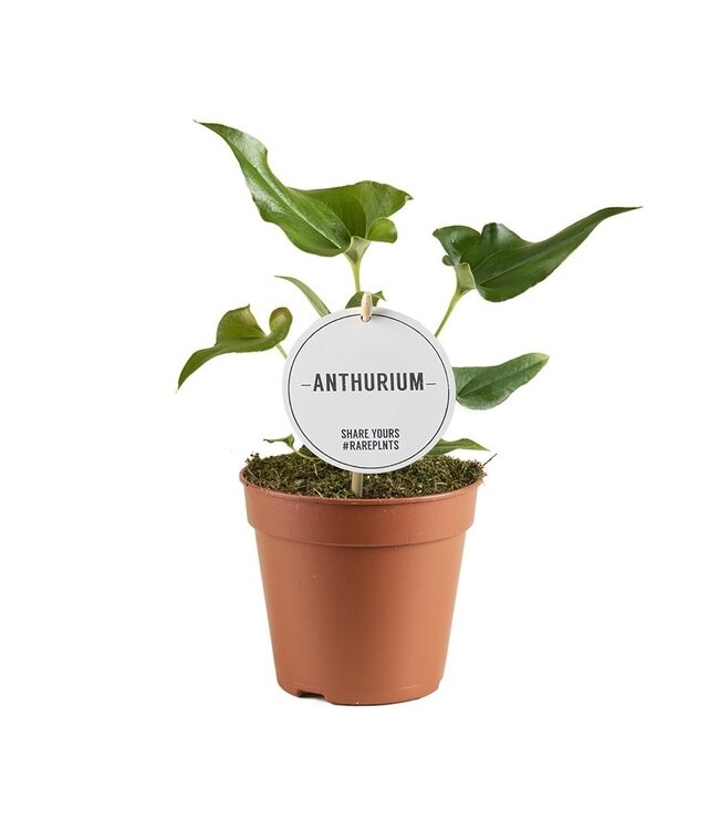 Anthurium Ferrierense Knusprig | Pro 6 Stück