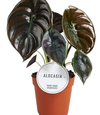 ME Alocasia Red Secret | Par 6 pièces