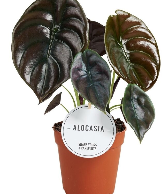 Alocasia Red Secret | Par 6 pièces