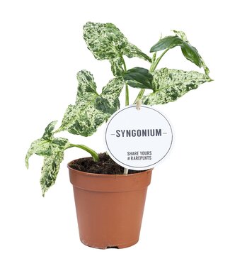 ME Syngonium Mottled | Par 6 pièces