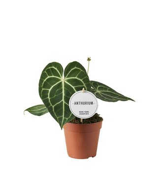 ME Anthurium Clarinvervium | Par 6 pièces