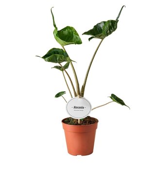 ME Alocasia Stingray | Per 6 stuks