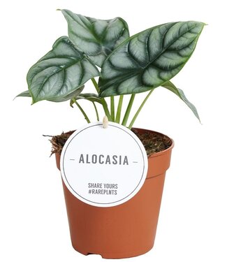 ME Alocasia Silberdrache | Pro 6 Stück