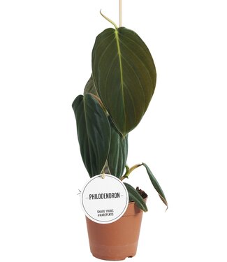 ME Philodendron Gigas | Per 6 pieces