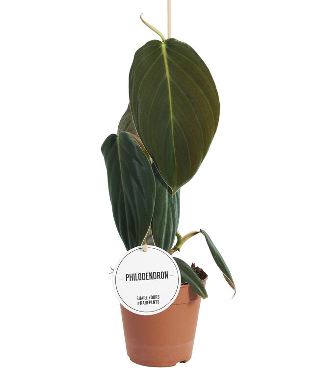 Philodendron Gigas | Per 6 pieces