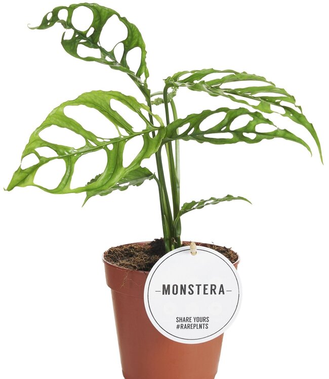 Monstera Obliqua Pérou | Par 6 pièces