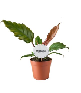 ME Philodendron Choco Empress | Per 6 pieces