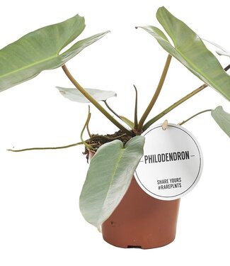 ME Philodendron Atabapoense | Par 6 pièces