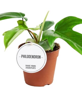 ME Philodendron squamiferum | Par 6 pièces