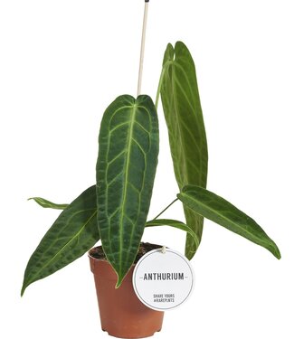 ME Anthurium Warocqueanum | Per 6 pieces