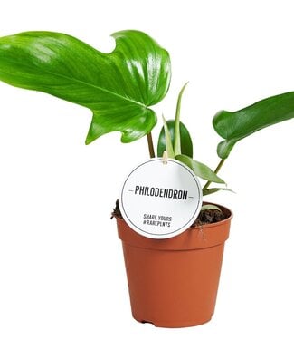 ME Philodendron Green Beauty | Par 6 pièces