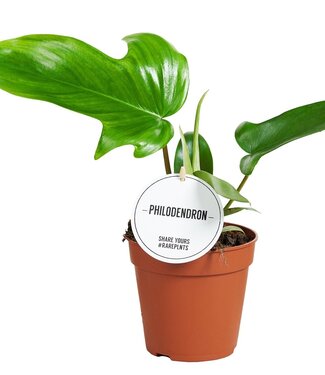 ME Philodendron Green Beauty | Per 6 stuks