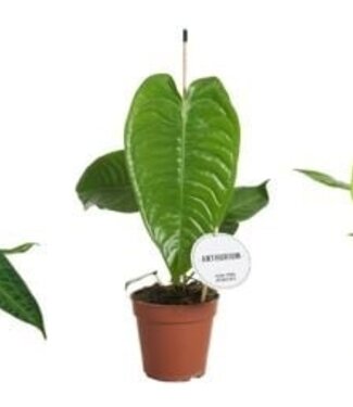 ME Anthurium Mix Hoog | Per 6 stuks