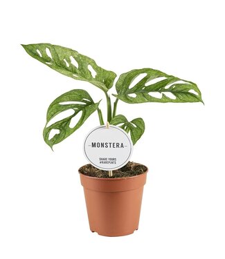 ME Monstera Adansonii Mint | Per 6 pieces