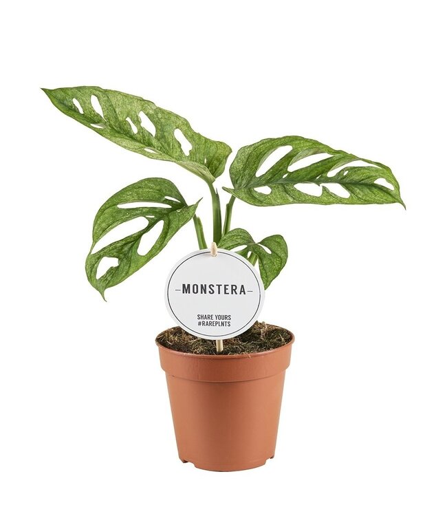 Monstera Adansonii Mint | Per 6 stuks