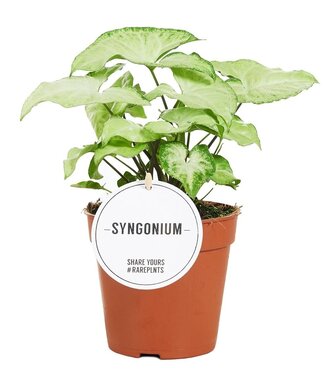 ME Syngonium White Butterfly | Par 6 pièces