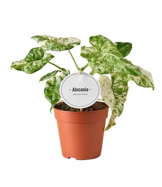 ME Alocasia Macrorrhiza Splash | Per 6 pieces