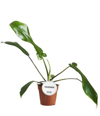 ME Philodendron Joepii | Par 6 pièces