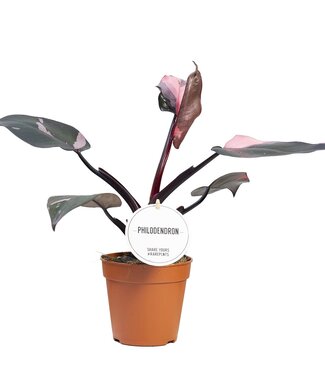 ME Philodendron Pink Princess | Par 6 pièces