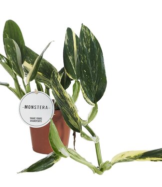 ME Monstera Standleyana | Per 6 stuks