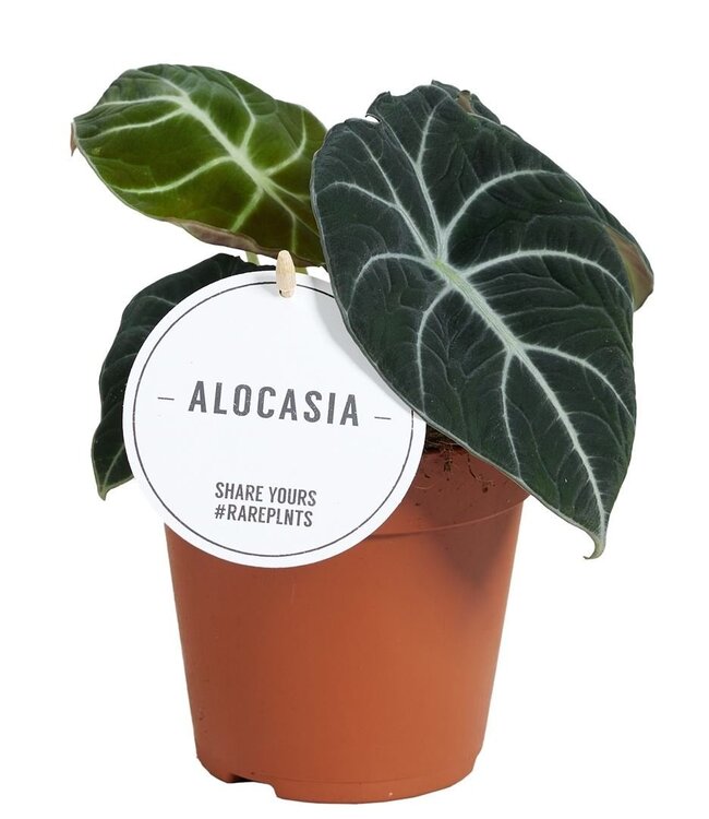 Alocasia Black Velvet | Par 6 pièces