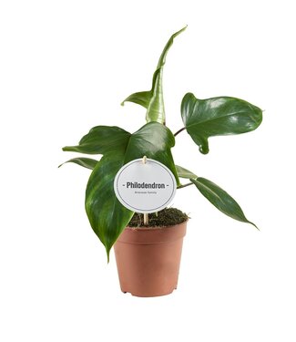 ME Philodendron Florida Green | Par 6 pièces