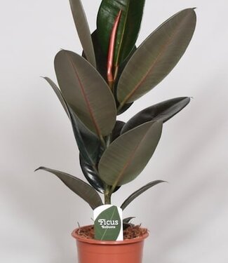 ME Ficus Elastica Abidjan | Per 6 pieces