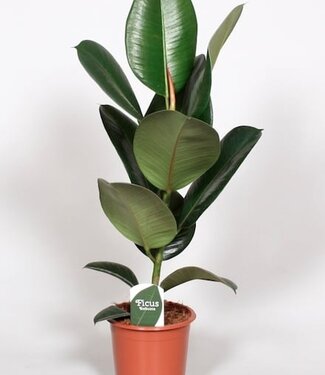 ME Ficus Elastica Robusta | Per 6 pieces