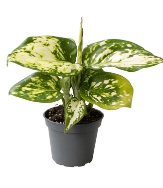 ME Aglaonema Snowflake | Potmaat 6 | Per 12 stuks