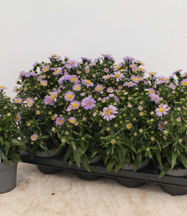 Aster bleu | Per 8 stuks