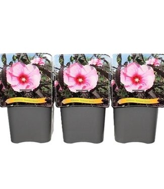 ME Hibiscus 'summer Storm' C5 | Pot size 25 | Each