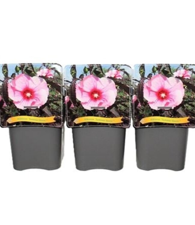 Hibiscus 'summer Storm' C5 | Taille du pot 25 | Chaque