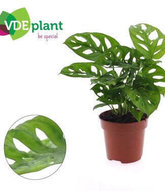 ME Monstera Adansonii | Pot size 12 | Per 6 pieces