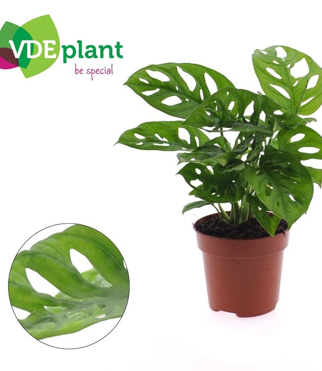 Monstera Adansonii | Pot size 12 | Per 6 pieces