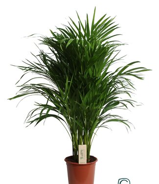 ME Dypsis Lutescens (Areca) | Topfgröße 21 | einzeln