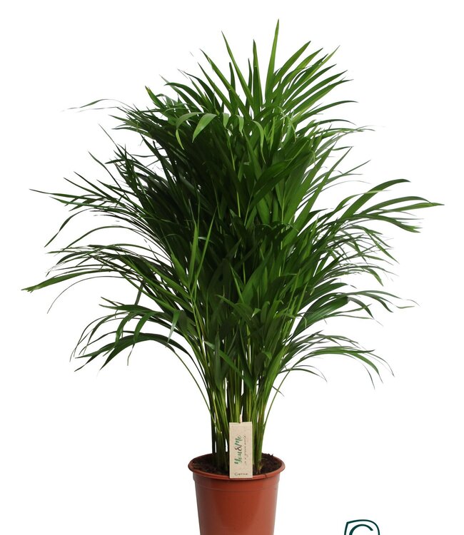 Dypsis Lutescens (Areca) | Topfgröße 21 | einzeln