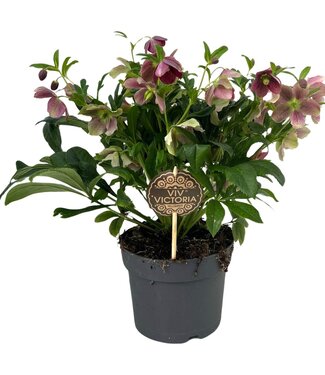 ME Helleborus Viv Victoria 17 CM | Per 6 stuks