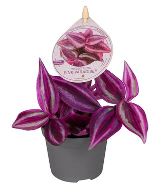 ME Tradescantia Pink Paradise BL1® 6 cm | Par 12 pièces