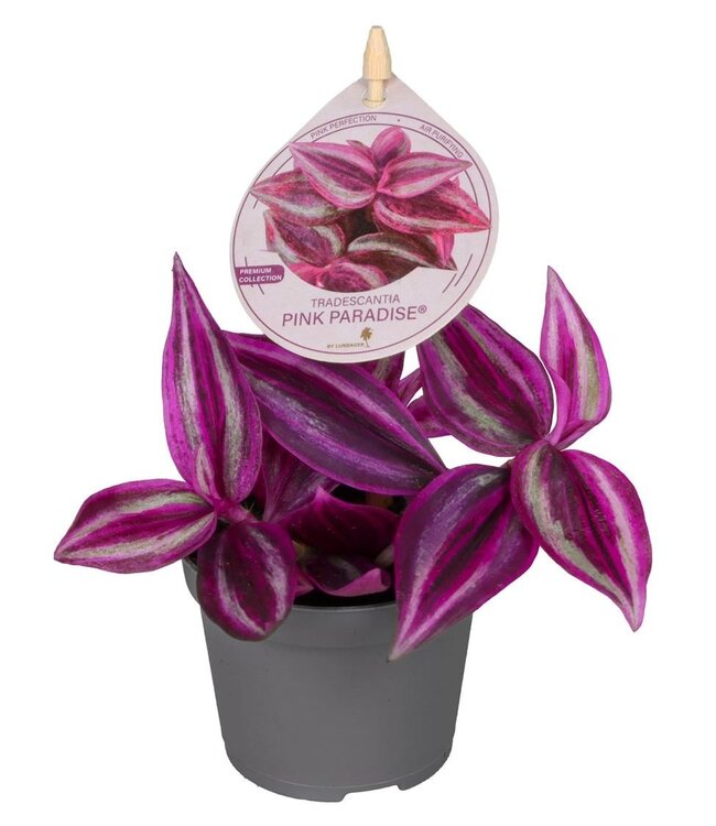 Tradescantia Pink Paradise BL1® 6 cm | Par 12 pièces