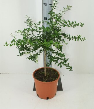 ME Citrus Australasica Extérieur | Taille du pot 22 | Chaque